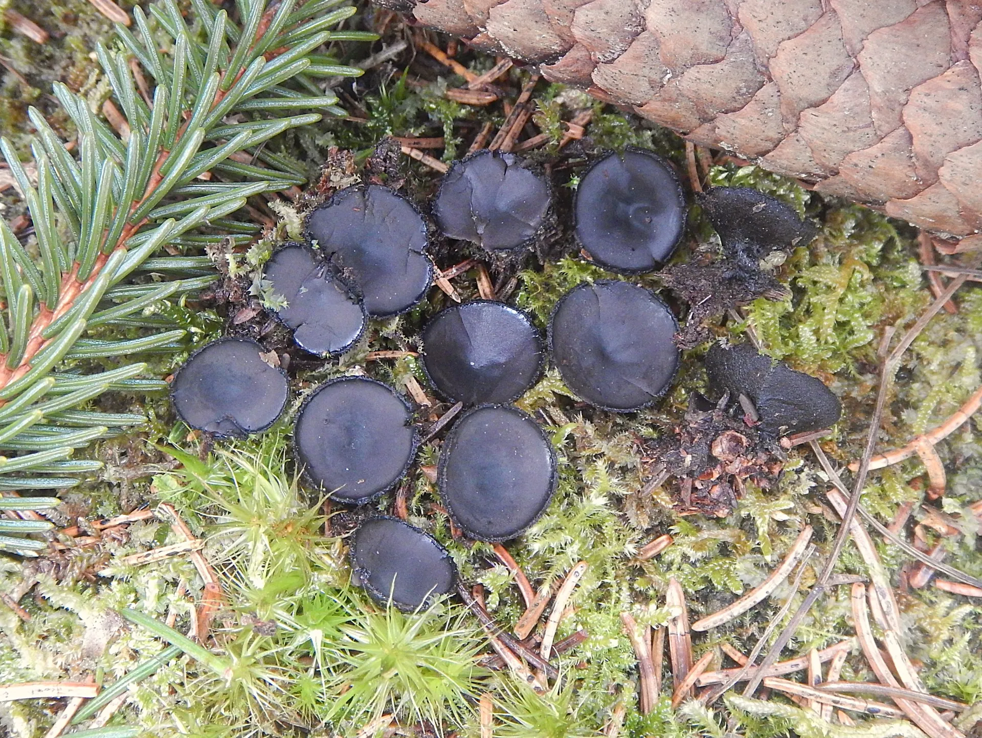 Pseudoplectania nigrella